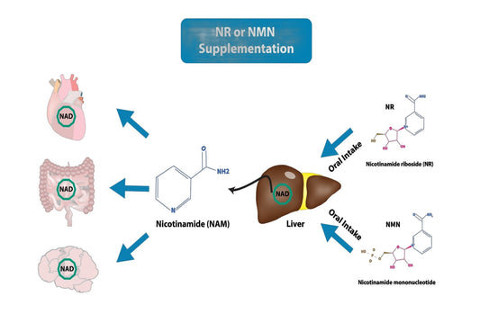 Nicotinamid-Mononukleotid (NMN) - Vitalitaet 360