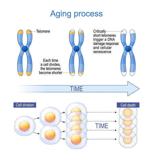 Was sind Telomere? - Vitalitaet 360